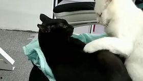 抖音网红大鹅,萌态可掬，圈粉无数